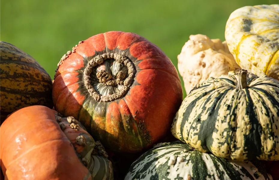 Frisches Gemüse aus eigenem Garten punktet