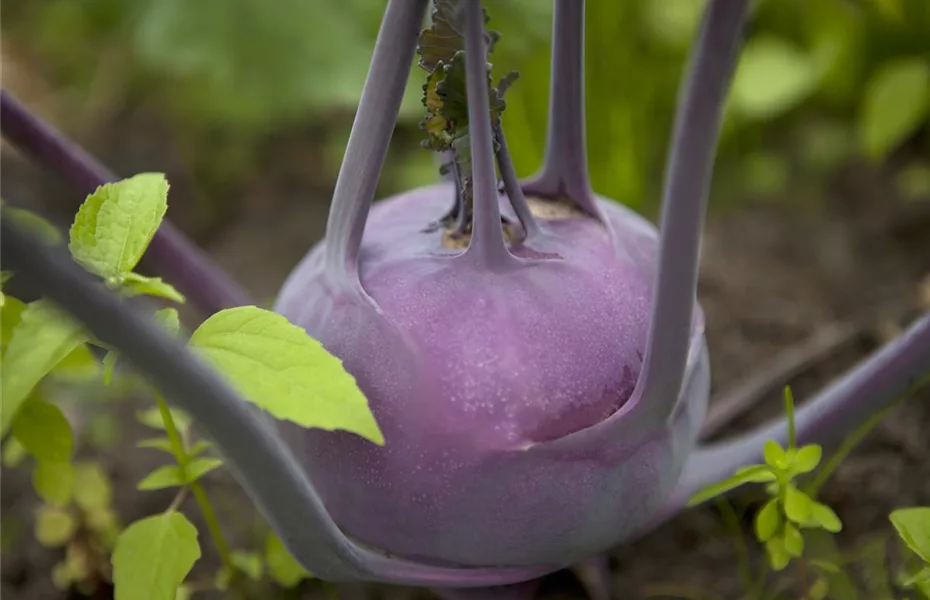 Gemüse pflanzen im eigenen Garten lohnt sich!