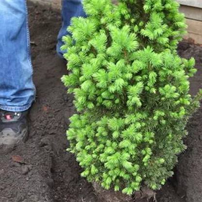 Zuckerhutfichte - Einpflanzen im Garten