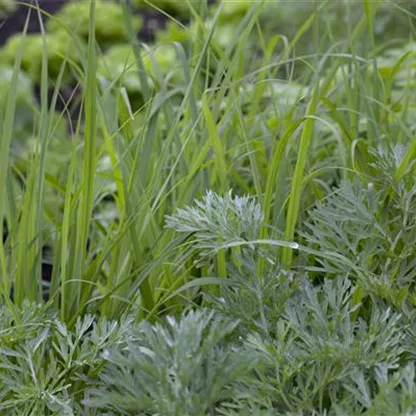 Kräuter machen Lust auf Ernte aus dem Garten