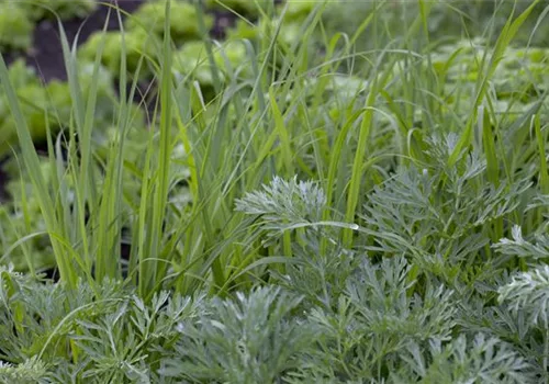 Kräuter machen Lust auf Ernte aus dem Garten