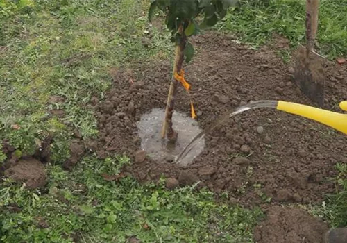 Zwergapfelbaum – Einpflanzen im Garten