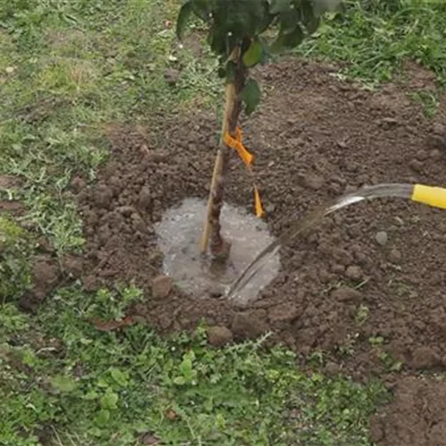 Zwergapfelbaum – Einpflanzen im Garten