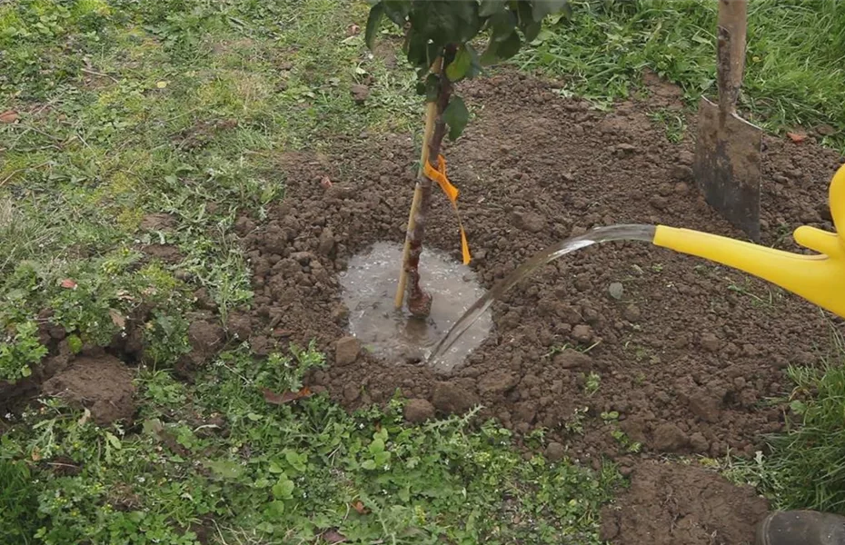 Zwergapfelbaum – Einpflanzen im Garten