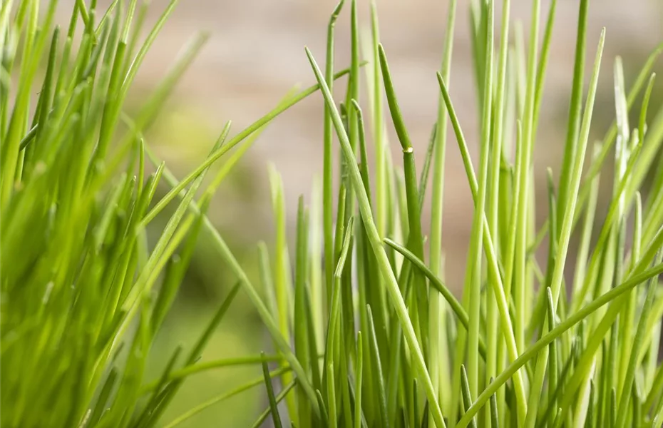 Kräuter machen Lust auf Ernte aus dem Garten