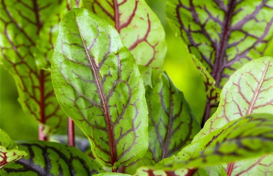 Kräuter machen Lust auf Ernte aus dem Garten