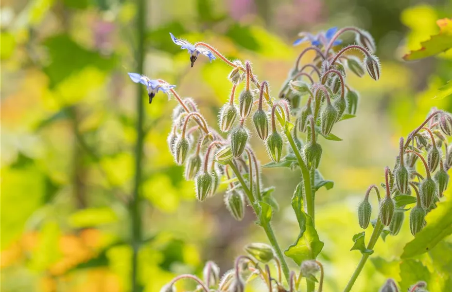 Kräuter machen Lust auf Ernte aus dem Garten