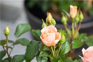 Rosenschnitt, die richtige Pflege für die Königin der Blumen