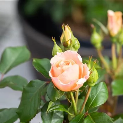 Rosenschnitt, die richtige Pflege für die Königin der Blumen