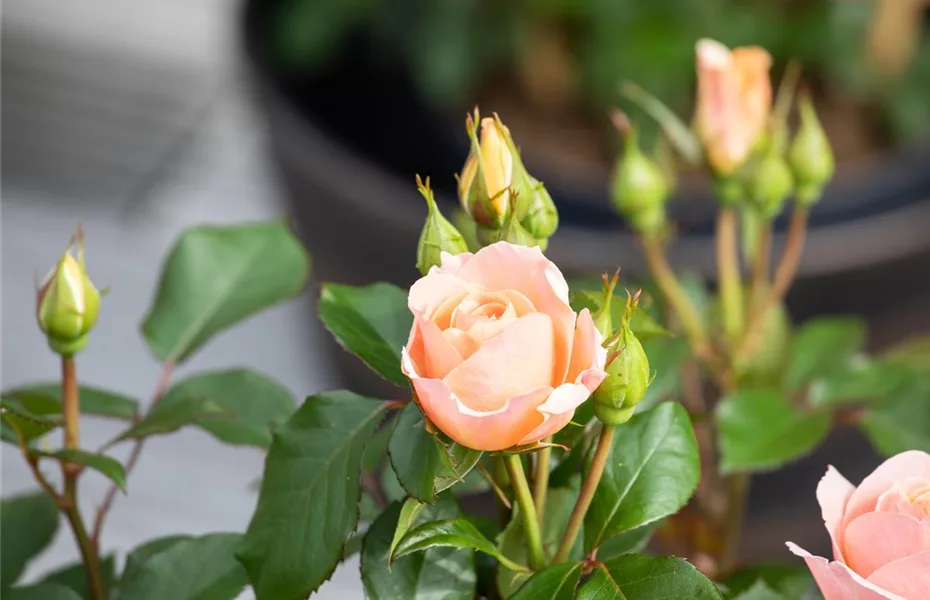 Rosenschnitt, die richtige Pflege für die Königin der Blumen