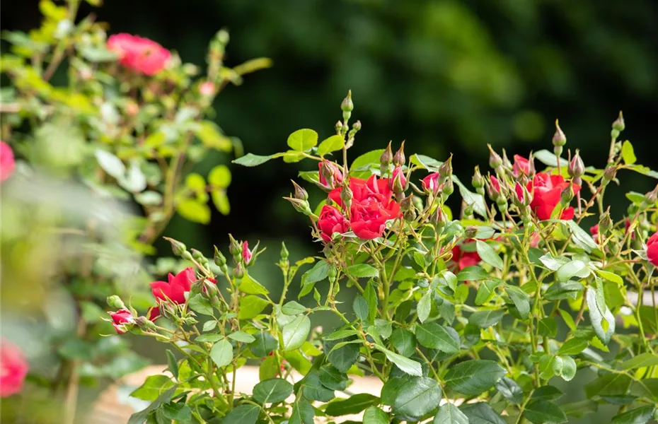 Rosenschnitt, die richtige Pflege für die Königin der Blumen