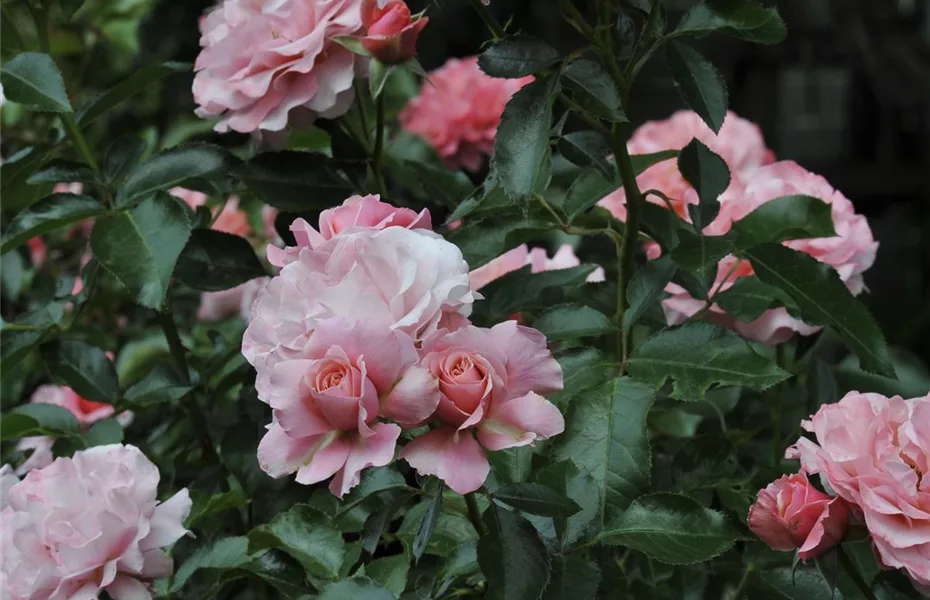 Rosenschnitt, die richtige Pflege für die Königin der Blumen