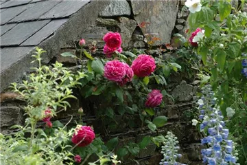 Rosenpflege – pflanzen, schneiden, düngen