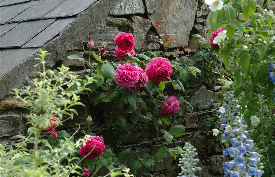 Rosenschnitt, die richtige Pflege für die Königin der Blumen