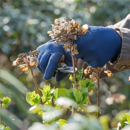 Rückschnitt im Frühling gut für Pflanzen-Gesundheit