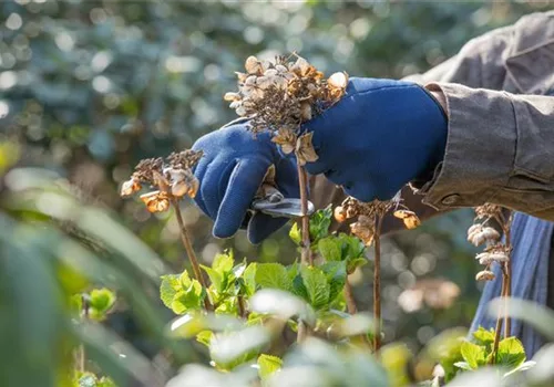 Rückschnitt im Frühling gut für Pflanzen-Gesundheit