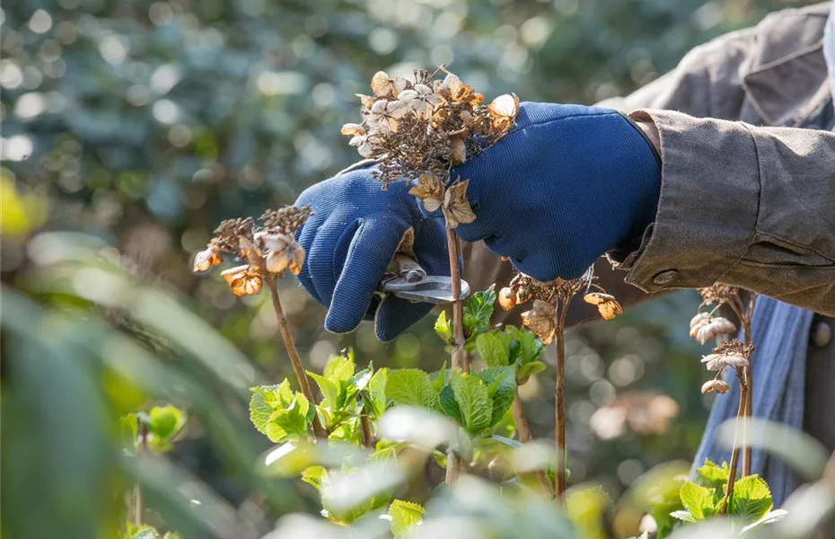 Rückschnitt im Frühling gut für Pflanzen-Gesundheit