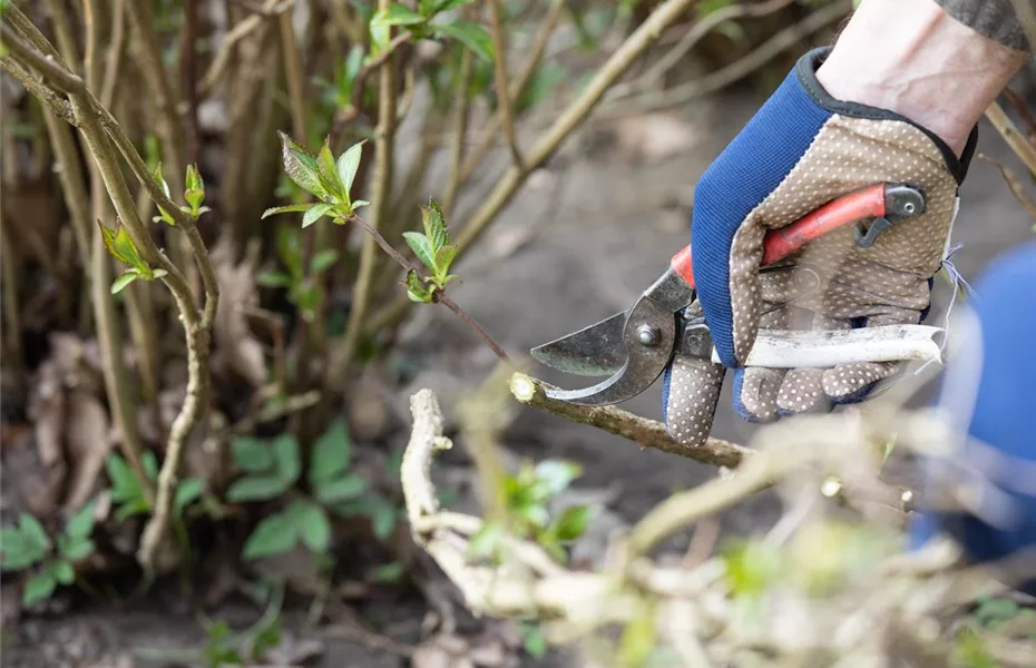 Rückschnitt im Frühling gut für Pflanzen-Gesundheit