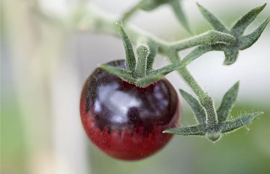 Tomaten - Anzucht bis zur satten Ernte