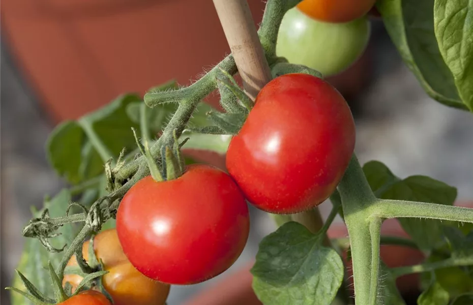 Tomaten - Anzucht bis zur satten Ernte