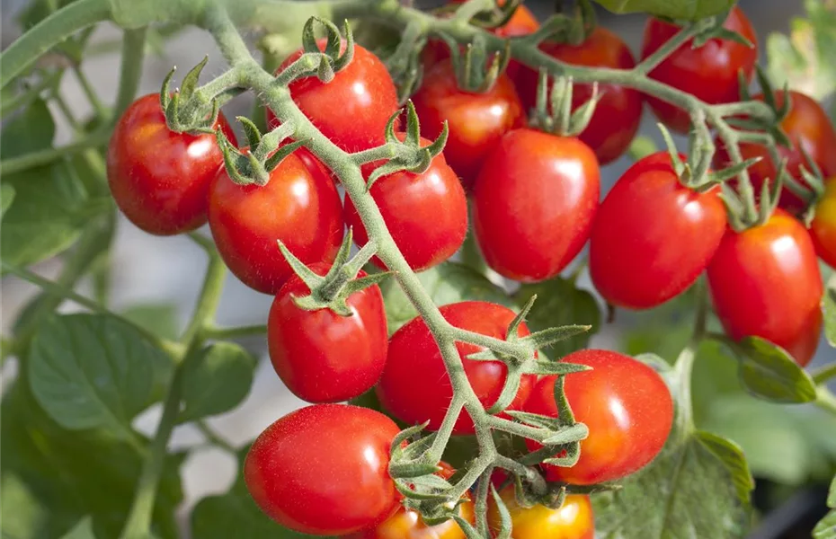 Tomaten - Anzucht bis zur satten Ernte