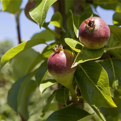 Streuobstwiese - Vitamine zum Pflücken