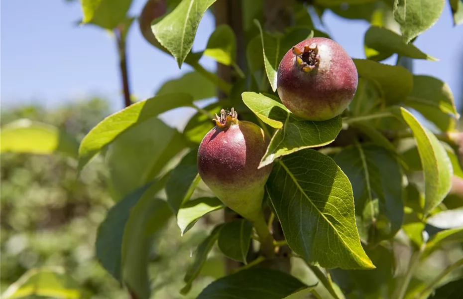 Streuobstwiese - Vitamine zum Pflücken