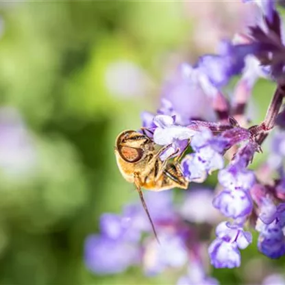 Bienenpflanzen auf dem Balkon - Wohltun für die Natur