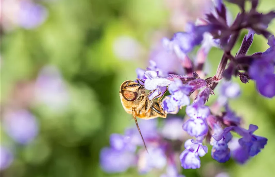 Bienenpflanzen auf dem Balkon - Wohltun für die Natur