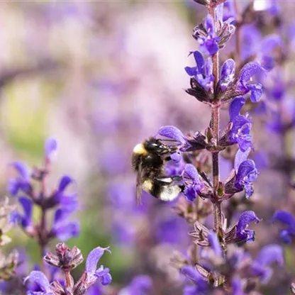 Blüten-Salbei - für Flor und aromatische Duftnote