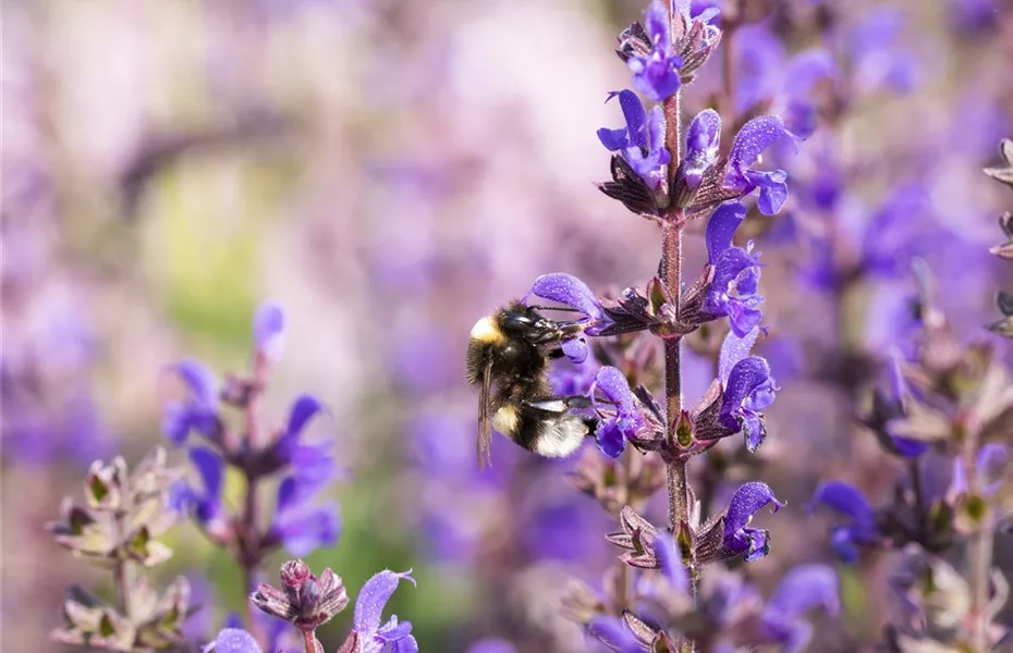 Blüten-Salbei - für Flor und aromatische Duftnote