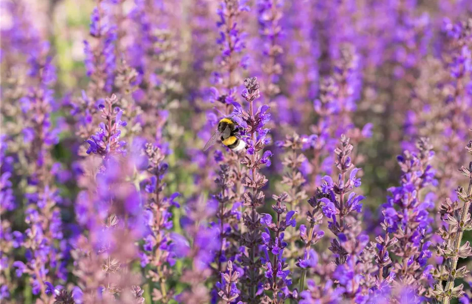 Blüten-Salbei - für Flor und aromatische Duftnote