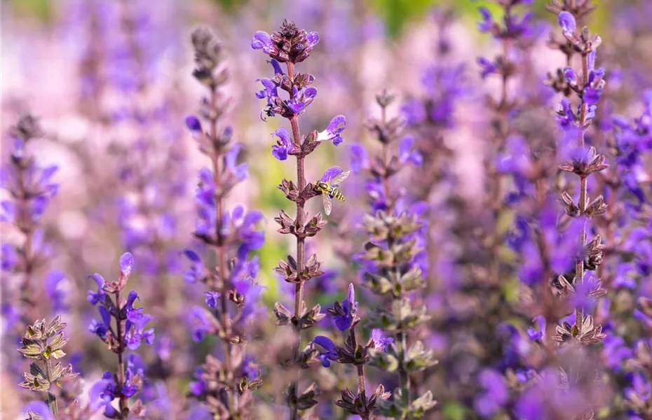 Blüten-Salbei - für Flor und aromatische Duftnote