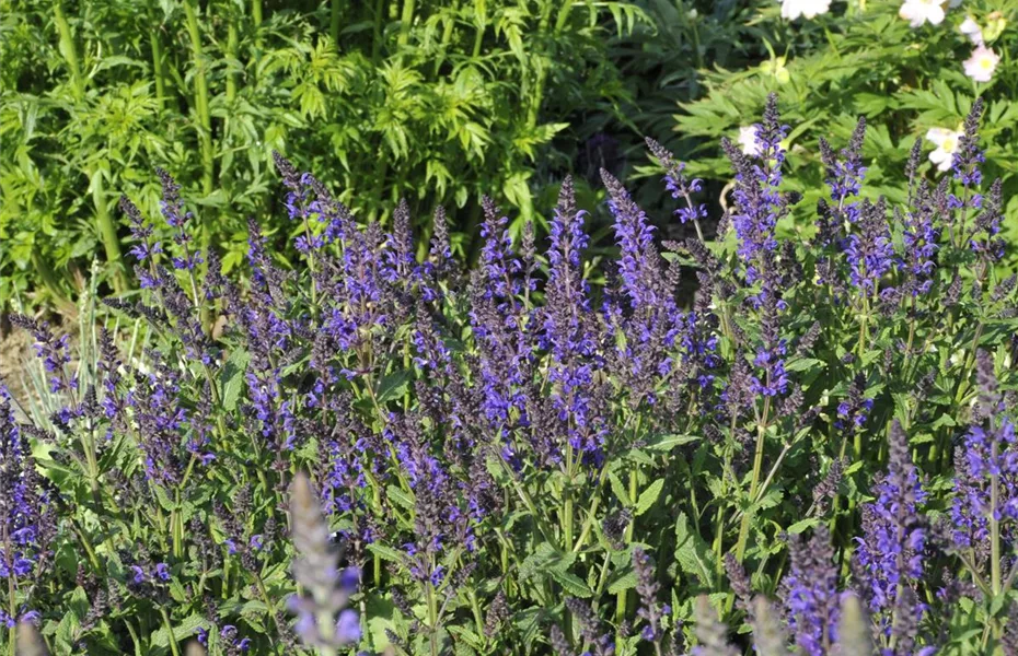 Blüten-Salbei - für Flor und aromatische Duftnote