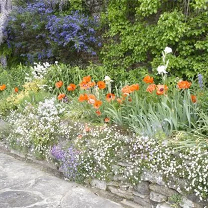 Staudengarten – Blüten, so weit das Auge reicht