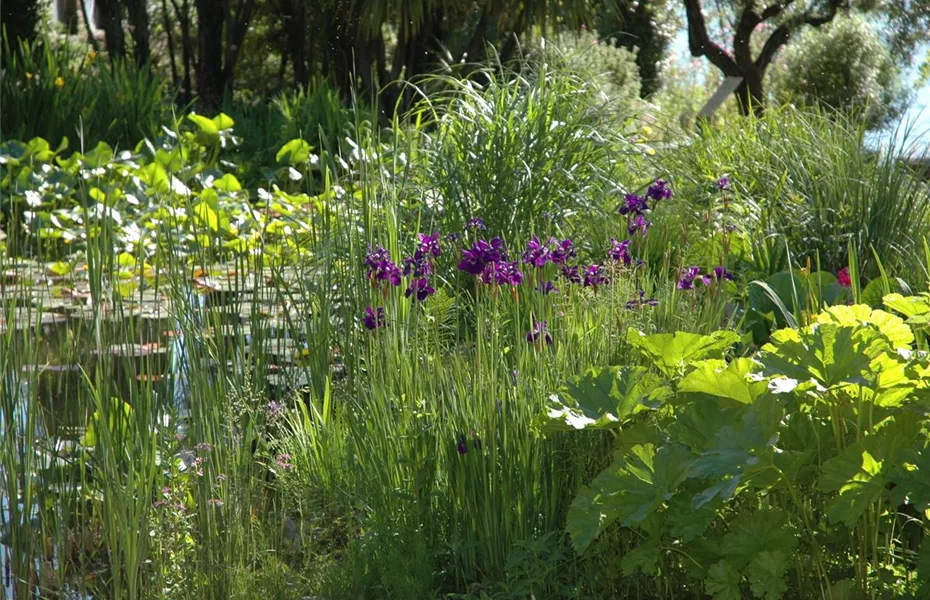 Staudengarten – Blüten, so weit das Auge reicht