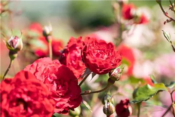 Die Rose: auch auf Balkon und Terrasse ein Hit