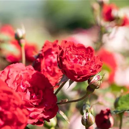 Die Rose: auch auf Balkon und Terrasse ein Hit