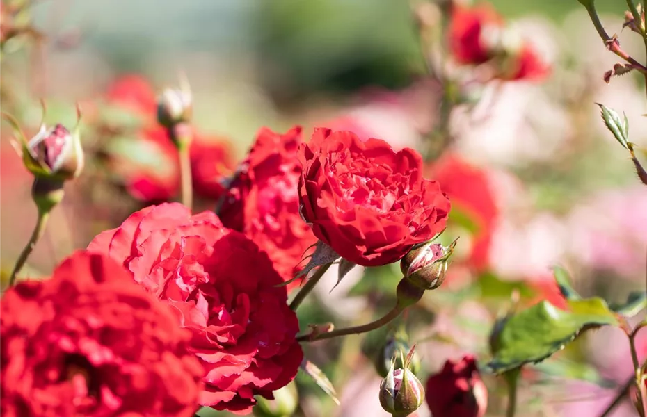 Die Rose: auch auf Balkon und Terrasse ein Hit