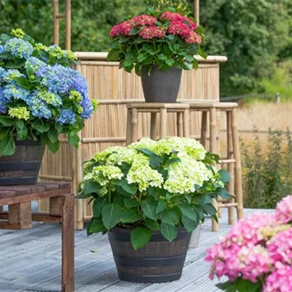 Hortensie im Garten bringt klassische Schönheit mit