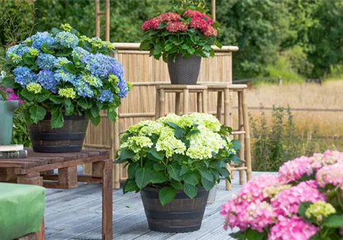 Hortensie im Garten bringt klassische Schönheit mit