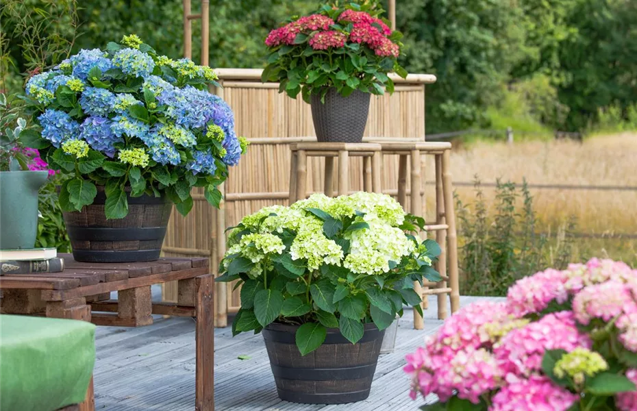 Hortensie im Garten bringt klassische Schönheit mit