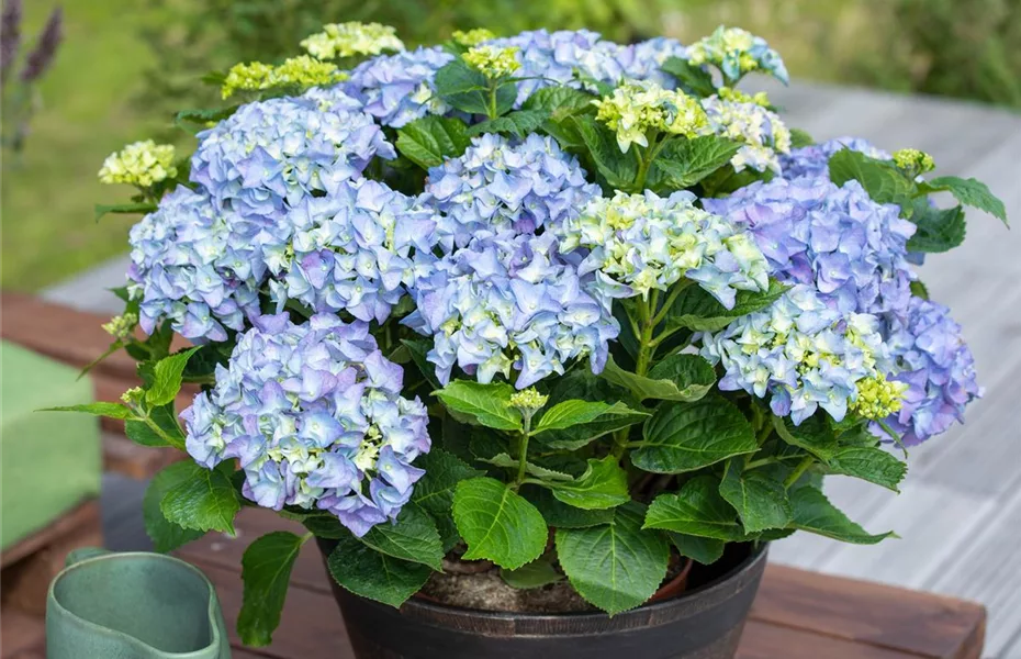 Hortensie im Garten bringt klassische Schönheit mit