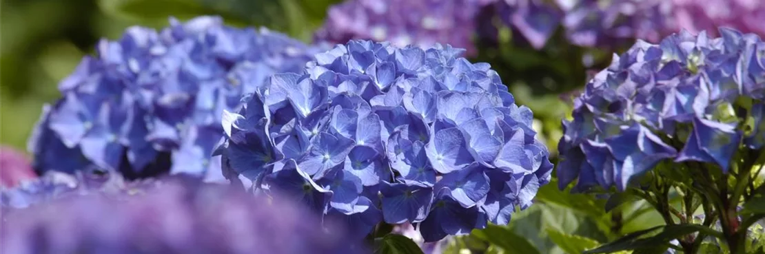 Die Bauernhortensie gehört zu den klassischen Hortensien