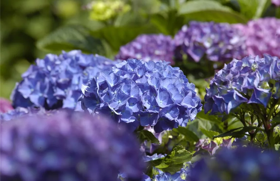 Hortensie im Garten bringt klassische Schönheit mit