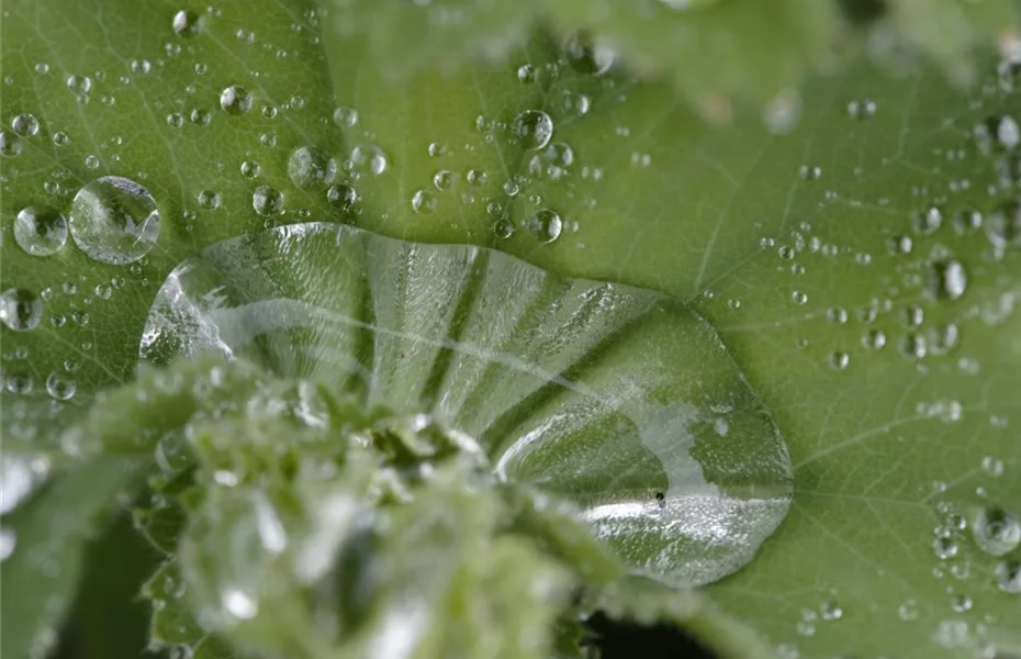 Für jeden Garten den richtigen Regenwassertank