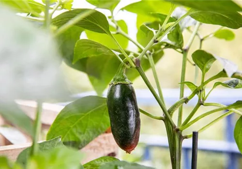 Gemüse auf dem Balkon pflanzen!