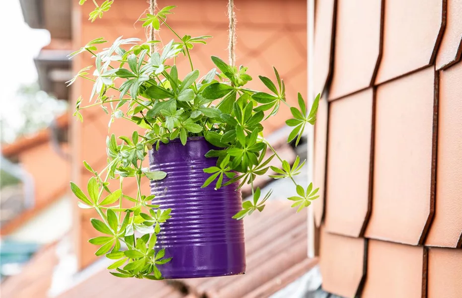 Ein mobiler Garten hat die skurrilsten Pflanzgefäße