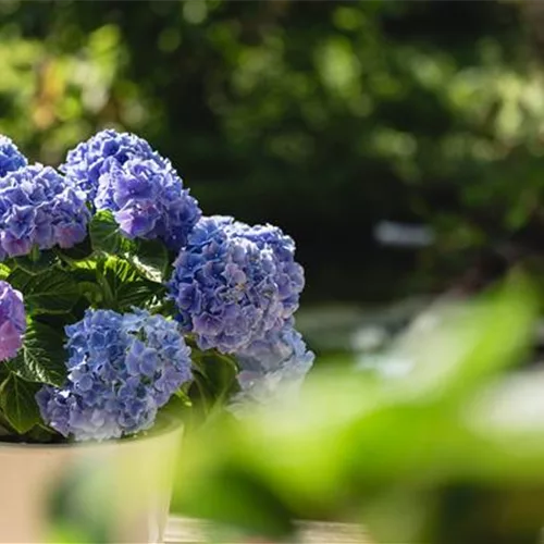 Hortensien im Garten? Viel Pflege wird benötigt! 