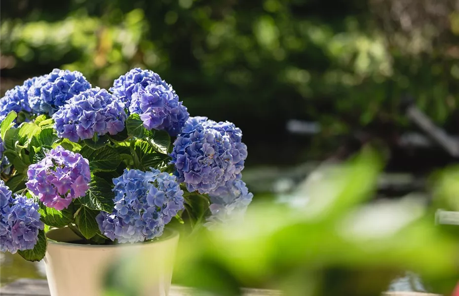 Hortensien im Garten? Viel Pflege wird benötigt! 